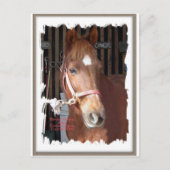 Morgan Horse Happy Briefkaart (Voorkant)