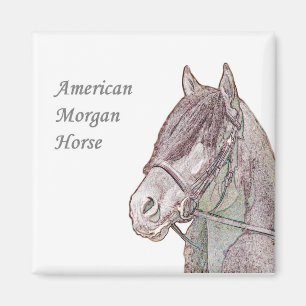 Morgan Horse Magnet