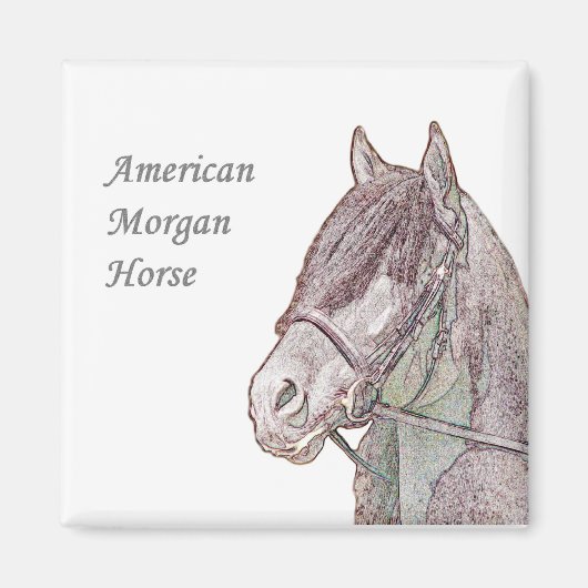 Morgan Horse Magnet (Voorkant)