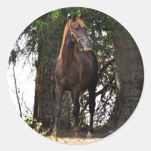 Morgan Horse Producten!! Ronde Sticker (Voorkant)