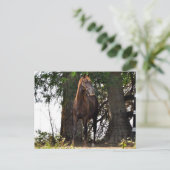 Morgan Horse Products! Briefkaart (Staand voorkant)
