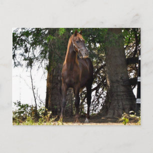 Morgan Horse Products! Briefkaart