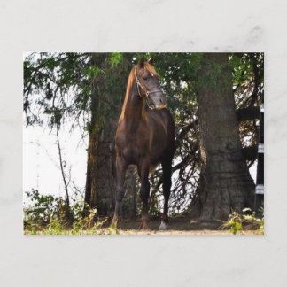 Morgan Horse Products! Briefkaart