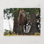 Morgan Horse Products! Briefkaart (Voorkant)