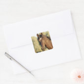 Morgan Horse Stickers (Envelop)