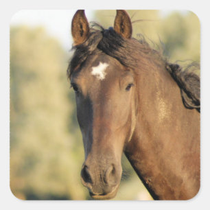 Morgan Horse Stickers