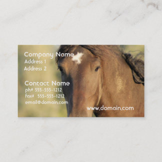 Morgan Horse Visitekaartjes