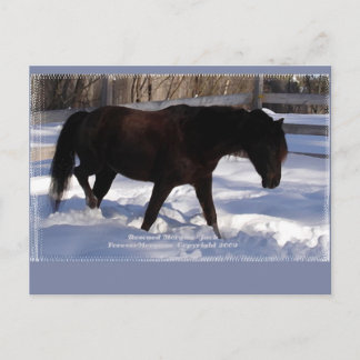 Morgan Horse Winter Wonderland Blank Briefkaart