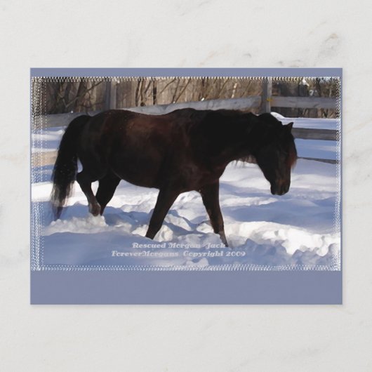 Morgan Horse Winter Wonderland Blank Briefkaart (Voorkant)