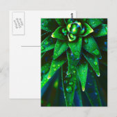 Morgendag in Plant Briefkaart (Voorkant / Achterkant)