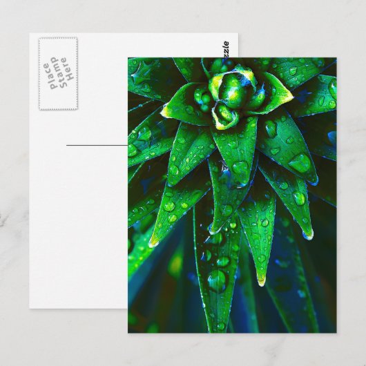 Morgendag in Plant Briefkaart (Voorkant / Achterkant)