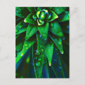 Morgendag in Plant Briefkaart (Voorkant)