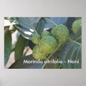 Morinda citrifolia - Noni Poster (Voorkant)