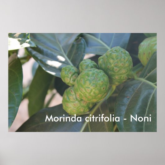 Morinda citrifolia - Noni Poster (Voorkant)
