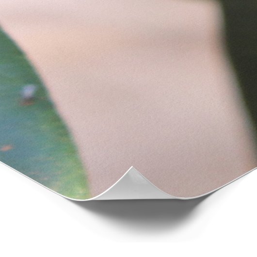 Morinda citrifolia - Noni Poster (Hoek)