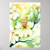 Moringa-bloemen Poster (Voorkant)