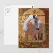 MORISCO IN HET VENSTER BRIEFKAART (Voorkant / Achterkant)