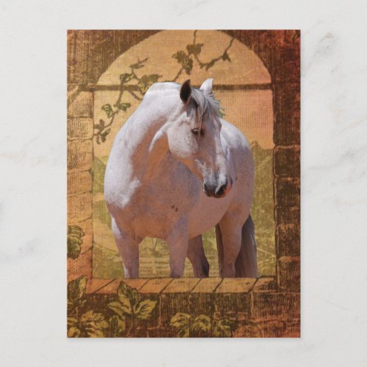 MORISCO IN HET VENSTER BRIEFKAART (Voorkant)