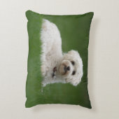 Moritz the Maltese Accent Kussen (Achterkant (Verticaal))