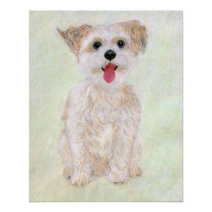 Morkie Dog Glossy Poster
