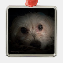 Morkie Dog Puppy Cute Rescue Ornament