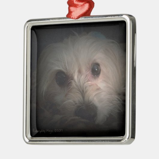 Morkie Dog Puppy Cute Rescue Ornament (Links)