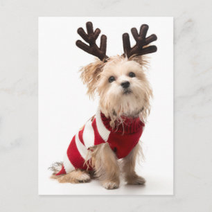 Morkie fokhond met kerstgewei feestdagenkaart