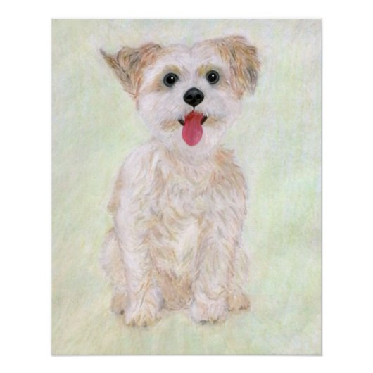 Morkie Hond Glanzende Poster (Voorkant)