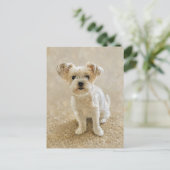 Morkie Liefde Briefkaart (Staand voorkant)