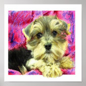 morkie puppy poster (Voorkant)