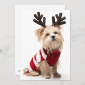 Morkie-rashond met kerstgeweien feestdagenkaart (Voorkant / Achterkant)