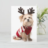 Morkie-rashond met kerstgeweien feestdagenkaart (Staand voorkant)
