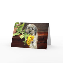 Morkie-Wenskaart