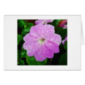 Morning Dew (Voorkant Horizontaal)