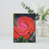 Morning Dew Briefkaart (Staand voorkant)