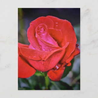 Morning Dew Briefkaart