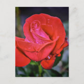 Morning Dew Briefkaart (Voorkant)