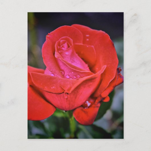 Morning Dew Briefkaart (Voorkant)