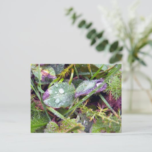 Morning Dew Briefkaart (Staand voorkant)