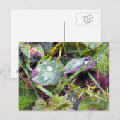 Morning Dew Briefkaart (Voorkant / Achterkant)
