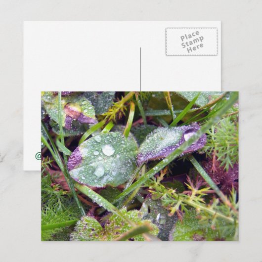 Morning Dew Briefkaart (Voorkant / Achterkant)