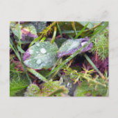 Morning Dew Briefkaart (Voorkant)