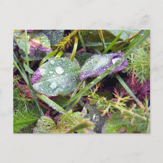Morning Dew Briefkaart (Voorkant)