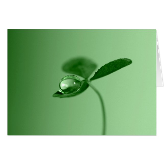 Morning dew druppel (Voorkant Horizontaal)