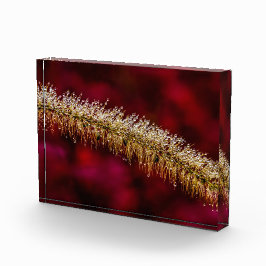 Morning Dew Fotoblokken