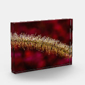 Morning Dew Fotoblokken (Links)