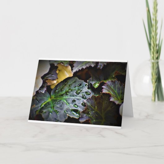 Morning Dew, kaart (Voorkant)