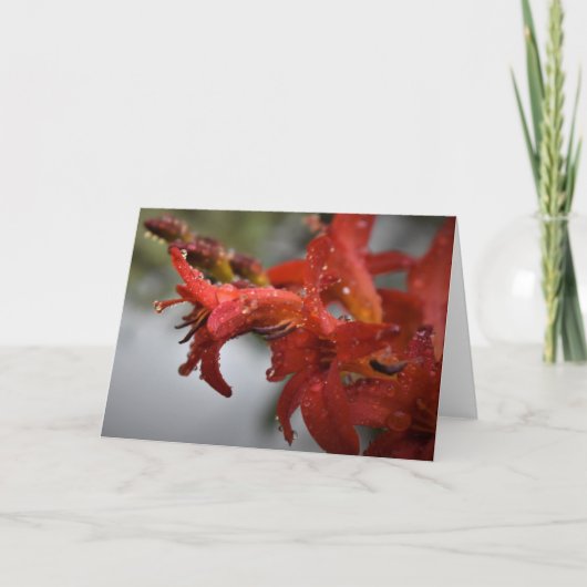 Morning Dew, kaart (Voorkant)