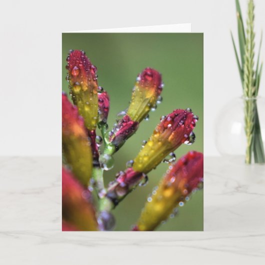 Morning Dew, kaart (Voorkant)