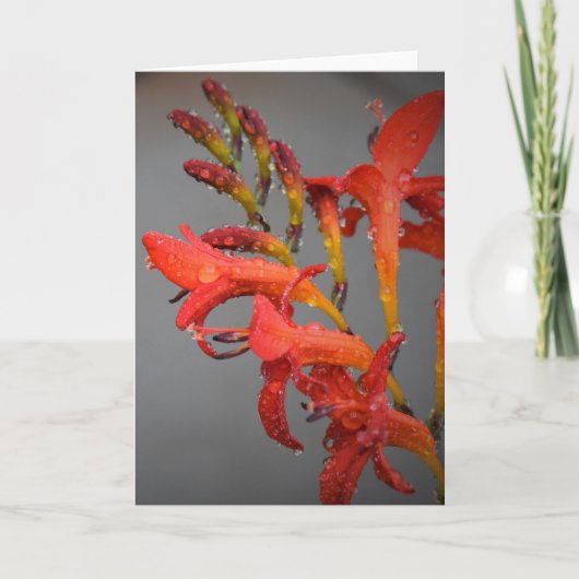 Morning Dew, kaart (Voorkant)